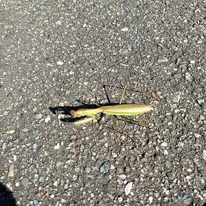 mantis.jpg