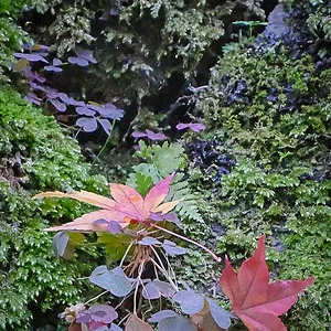 Garden.jpg