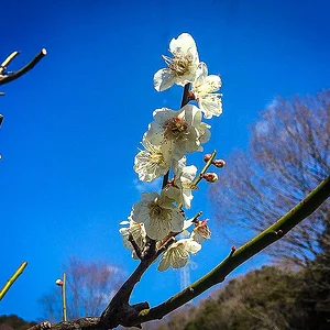ume0503.jpg