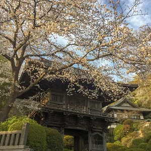 almost-full-bloom.jpeg