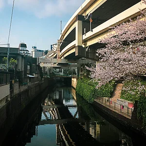 sakura02.jpg