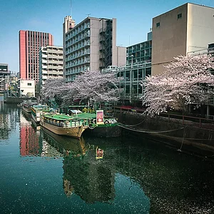 sakura05.jpg