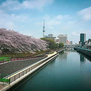 sakura06.jpg