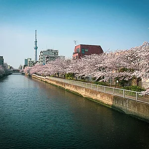 sakura07.jpg