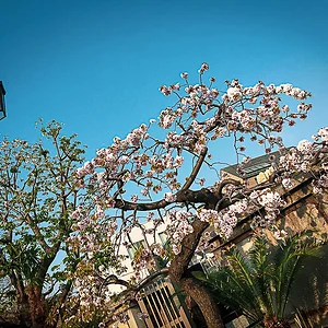 sakura08.jpg