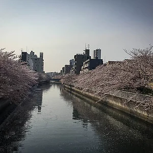 Oyokogawa_ Koto-ku.jpg