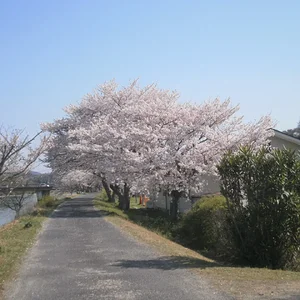 1 cherry blossom.JPG