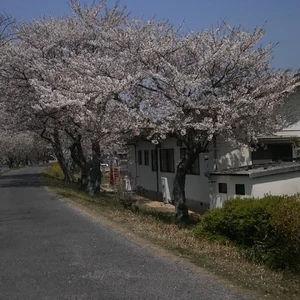 1 cherry blossoms.JPG