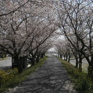 2 cherry blossoms.JPG