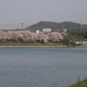 10 cherry blossoms.JPG