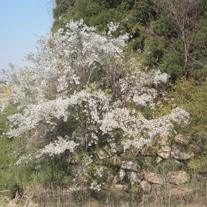 11 cherry blossoms.JPG