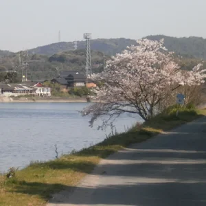 12 cherry blossoms.JPG