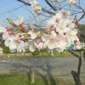 Cherry Blossom (2).JPG