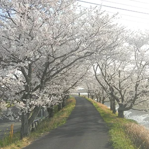 Cherry Blossom umbrella.JPG