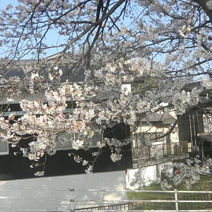 Cherry Blossom.JPG