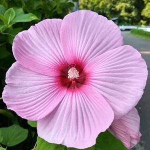 IMG_20190803_070737553_HDR.jpg