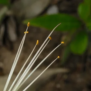 white tendrils-A.png