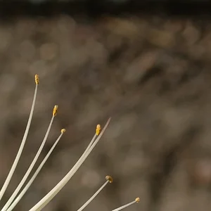 white tendrils-B.png