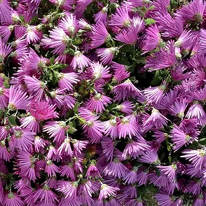 purple chaos A.png