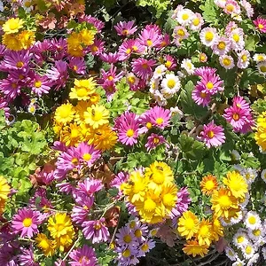 multicolors - flowers.png