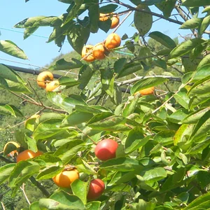 persimmon tree.JPG