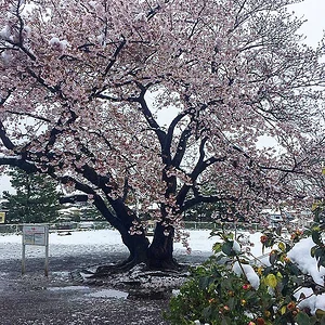 yukisakura-1.jpg