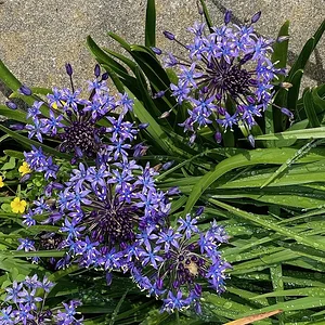 IMG_0221.jpeg