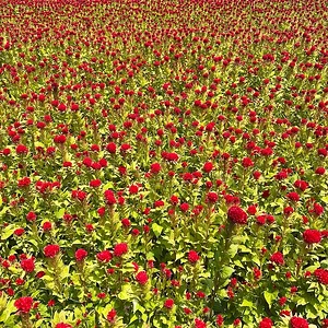 IMG_0300.jpeg
