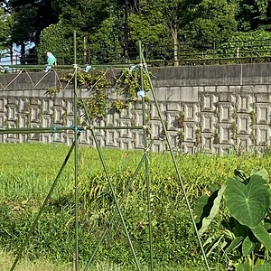 IMG_0322.jpeg