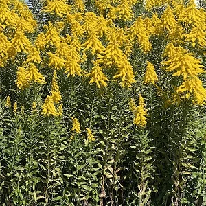 yellow weeds.jpeg