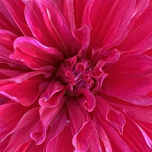 pink....jpg