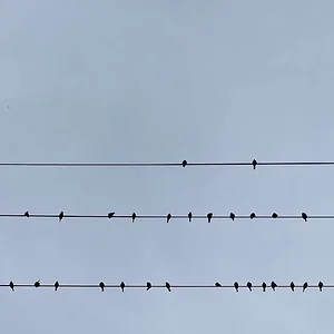 birds on wires.jpeg