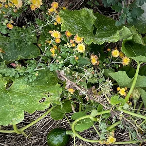 gourd:greens.jpeg