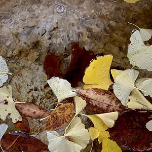 Gingko
