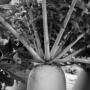 daikon B&W.jpeg