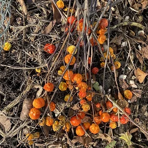orange-ish.jpeg