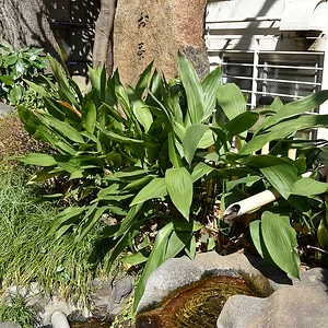 Ochanomizu Well