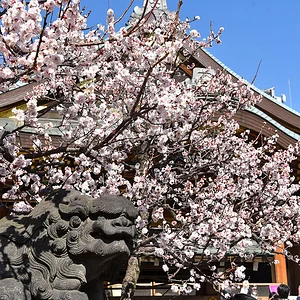 Yushima Tenmangu