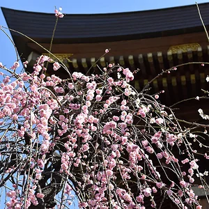 Yushima Tenmangu