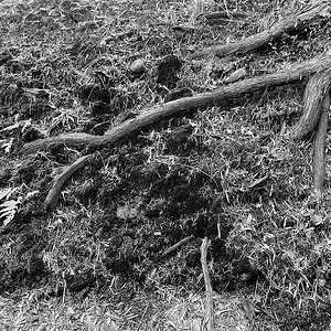 roots b&w.jpeg