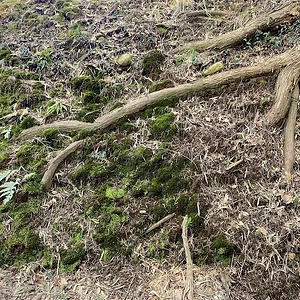 roots color.jpeg