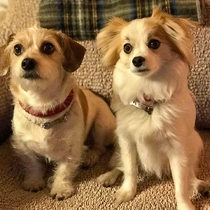 doggies-2.jpg