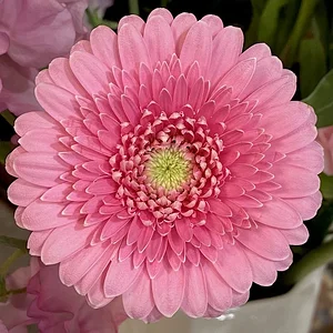 bouquet.jpeg