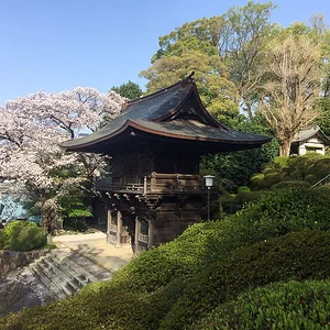 sakura-2021-10.jpg