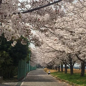 sakura-2021-07.jpg