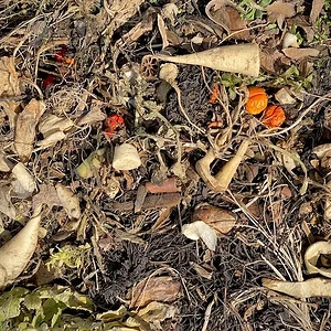 compost in sun.jpeg