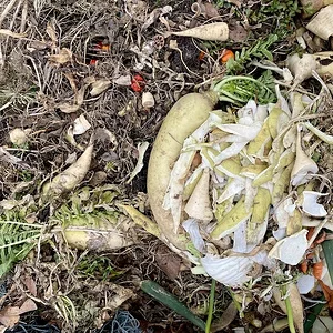 compost.jpeg