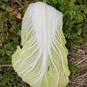 cabbage leaf.jpeg