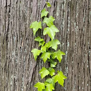 green climber.jpeg