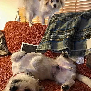 couchdogs-2.jpg